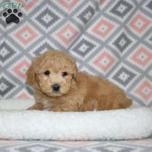 Petey, Bich-Poo Puppy